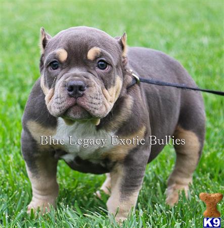 american pit bull puppy posted by Pitbull Bully